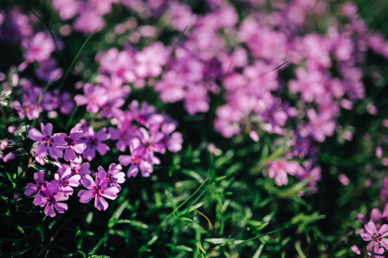 purple, background, flowering plant, flower head, nature, pink color, foral, close-up, bunch of flowers, blooming, fragility, flower, vulnerability, focus on foreground