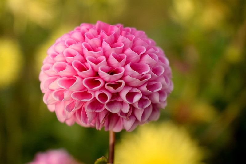 vulnerability, beauty in nature, vibrant, flowering plant, inflorescence, macro, nature, flower head, pink, petals, blur, bloom, blossom, color, plant