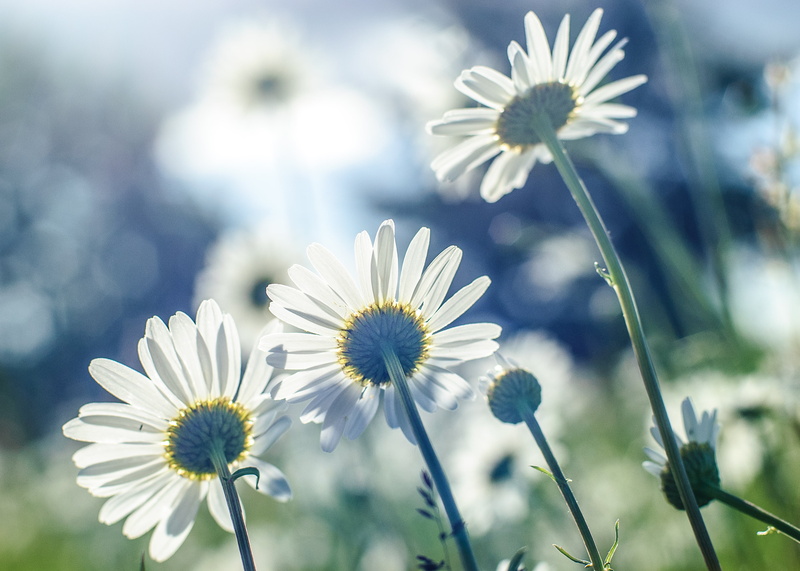 chamomile Plant, grass, 2K, Daisies, selective, white daisy, outdoors, field, daisy, Day, focus, springtime, selective focus, nature, bokeh, plant, white