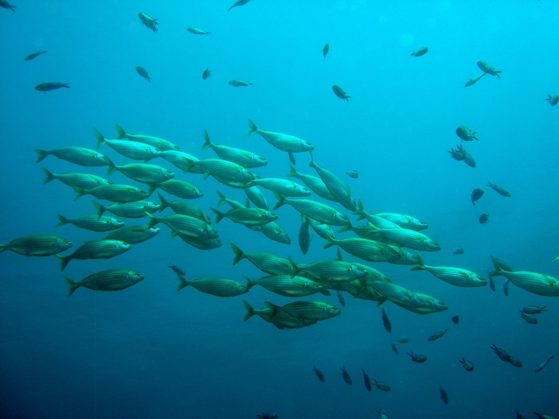 school of fish, photography, no people, underwater, saltwater fish, nature, undersea, shoal, large group of animals, animals in the wild, swimming, underground