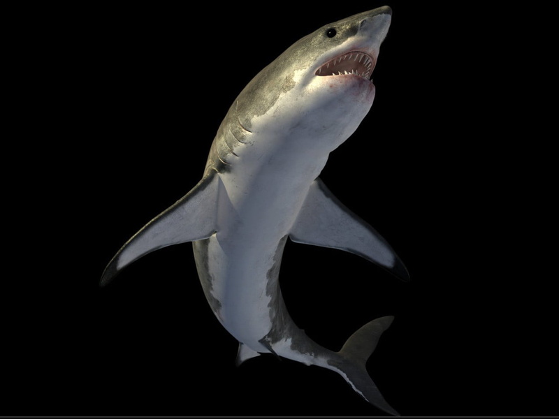 studio shot, animals in the wild, close-up, sea, underwater, 720P, undersea, one animal, black background, mouth open, animal wildlife, animal themes