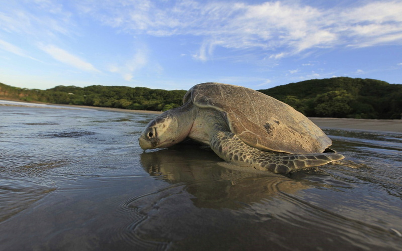 1080P, fish, day, tortoise, animal, decor, tortoise shell, no people, outdoors, black, turtle, water, sky, animals, sea turtle, reptile, shell, lake, one animal