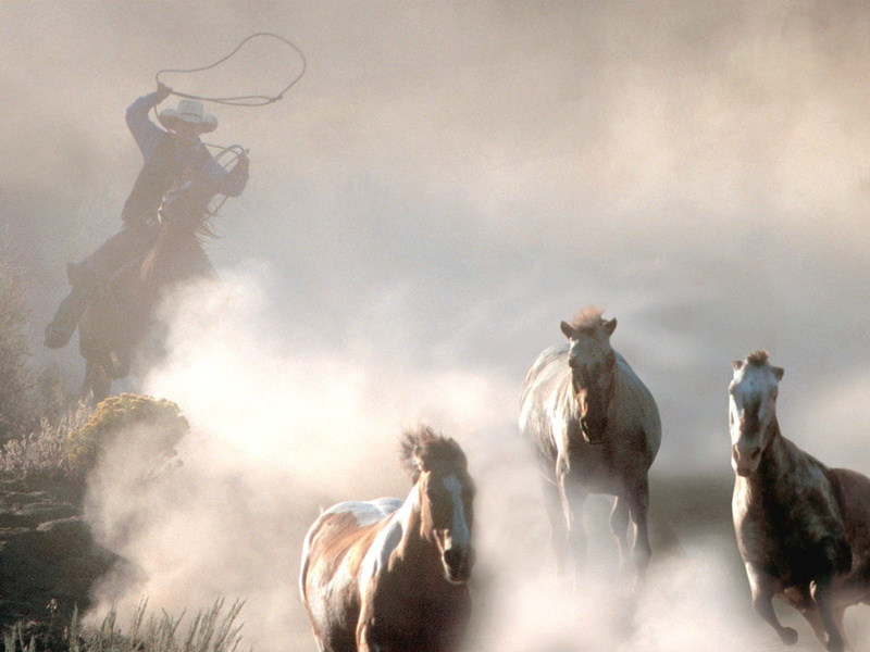 people, sky, 720P, outdoors, motion, nature, domestic, western, vertebrate, livestock, group of animals, dust, horse, herd, animals, animal wildlife, mammal