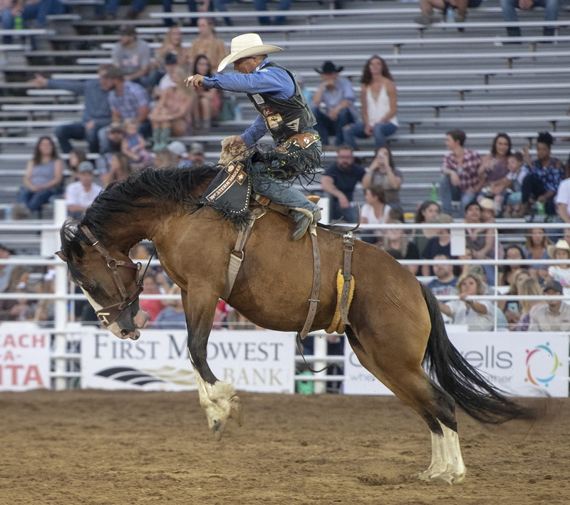animal wildlife, rodeo, bronco, riding, crowd, group of people, cowgirl, herbivorous, horseback riding, cowboy, horse, mammal, domestic, pets, animal, horses