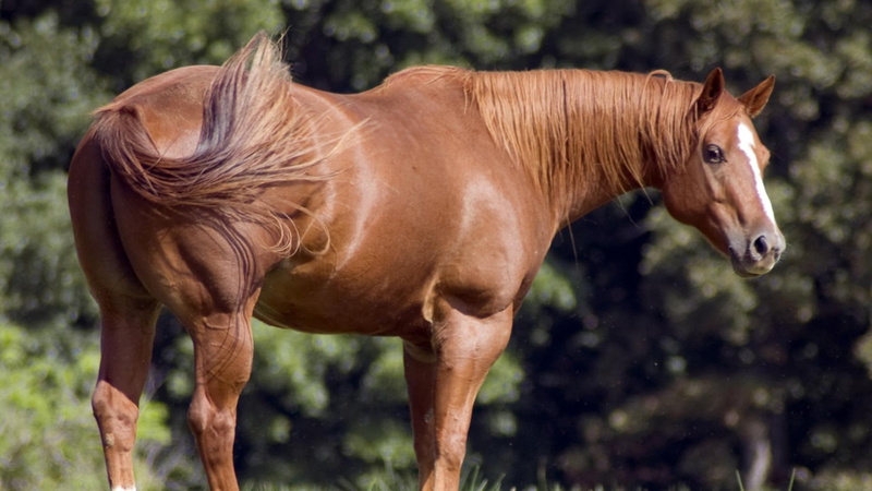 nature, horse, sting, quarter horse, brown, brown horse, animals, 1080P