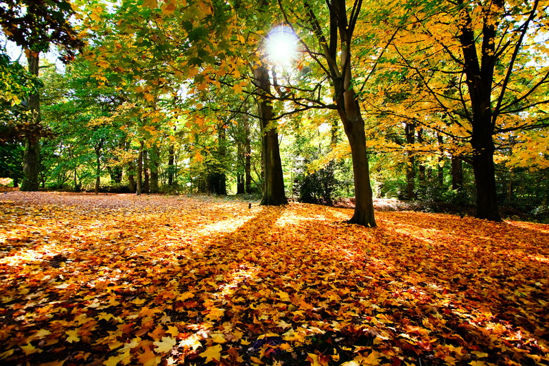 leaves, bright, landscape, autumn collection, lush Foliage, sunlight, yellow, backgrounds, foliage, forest, growth, leaf, 1080P, season, trees, november