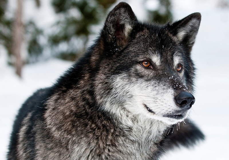 focus on foreground, dog, portrait, cold - Temperature, winter, pets, canine, 2K, predator, eyes, snow, black color, face, arctic, sled Dog, black, cold temperature