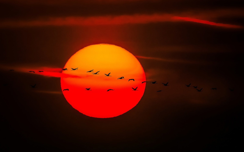 1080P, goose, Sun, orange sky, geese, silhouette, skyscape, sunset, birds