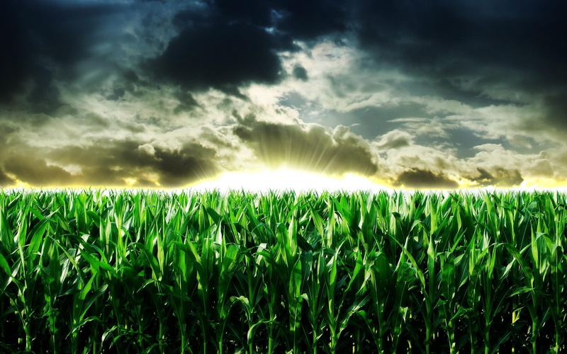 field, cloud, sunrise, nature, corn, 1080P, 1920x1200, cornfield