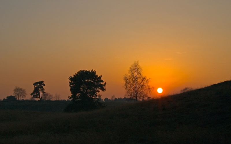 1080P, willows, trees, landscape, skyscape, sunset