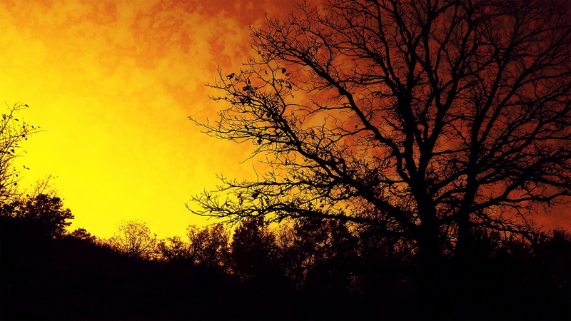 land, tranquil scene, tranquility, branch, forest, low angle view, outdoors, sky, orange color, 1080P, silhouette, non-urban scene, no people, dusk, nature