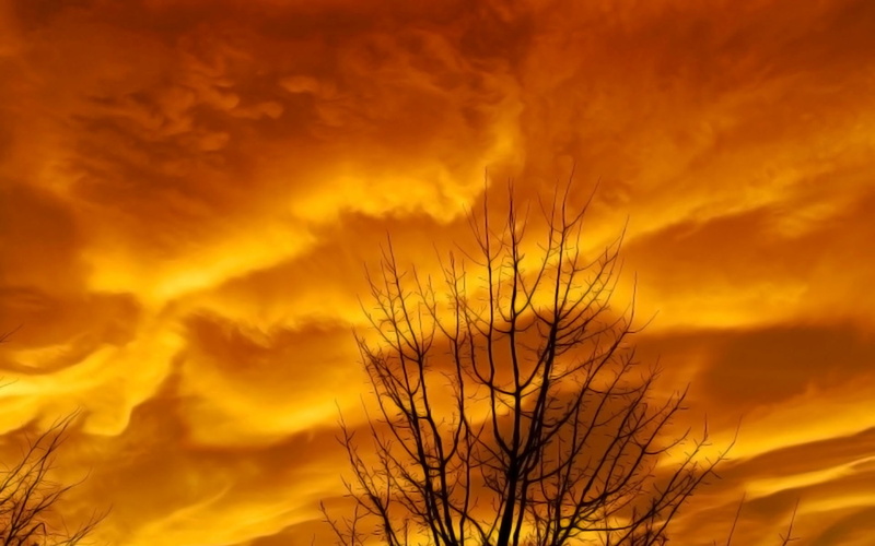 1080P, branch, sunset, landscape, purple sky, skyscape