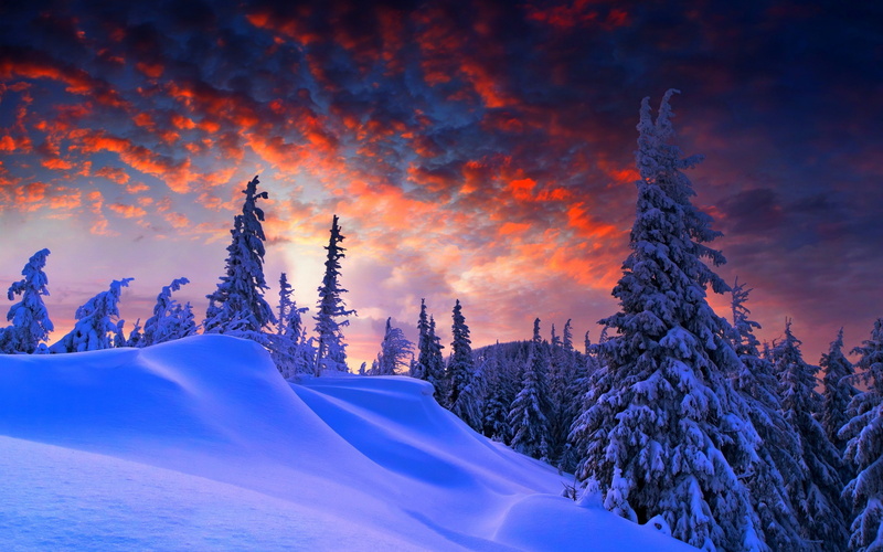 snow, pine trees, skyscape, dusk, purple sky, 2K, winter