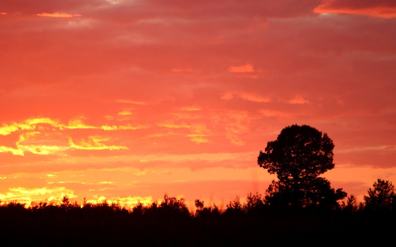 trees, clouds, landscape, sunset, purple sky, 1080P, skyscape