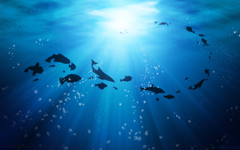 life, high, resolution, 1080P, silhouette, fishes, ocean