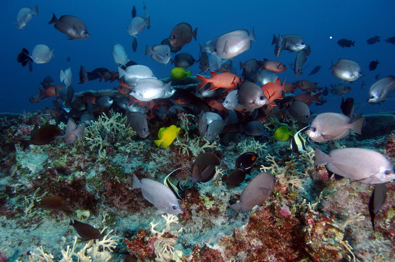 underwater, reef, tropical, ocean, pictures, 1080P, sea, fishes, hd