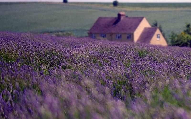 sky, england, lavender, resolution, house, flowers, field, clouds, pictures, high, nature, 1080P