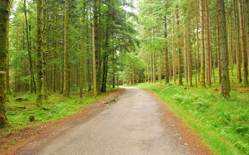 trees, nature, resolution, 1080P, pictures, forest, high, roads