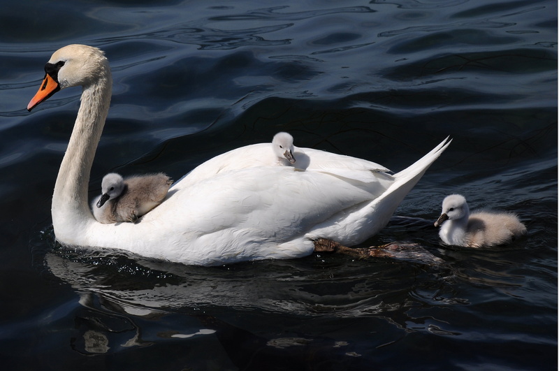 cygnet, nature, baby, water, white swan, body of water, animal, white, pond, swans, swan, 4K, s, wildlife, cygnets, body, bird, lake