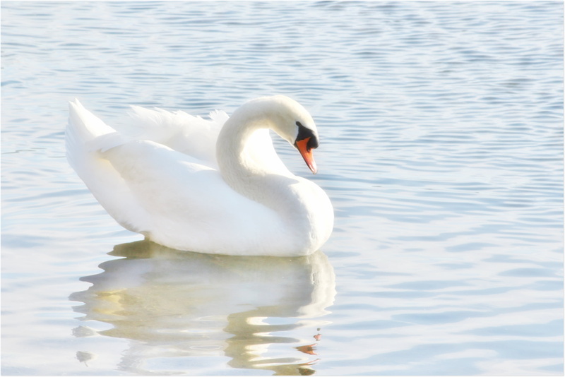 white Swan, Elegant, body, daytime, body of water, bird, swan, pond, water, wildlife, nature, 2K, animal, uccello, cigno, explore, lake, animale, white