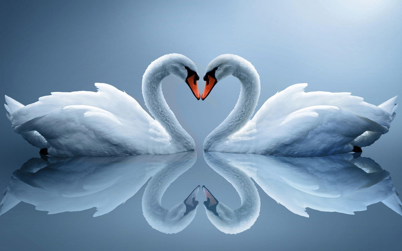 illustration, swan, 2560x1600, 2K, swans, necks, bird, heart, animals