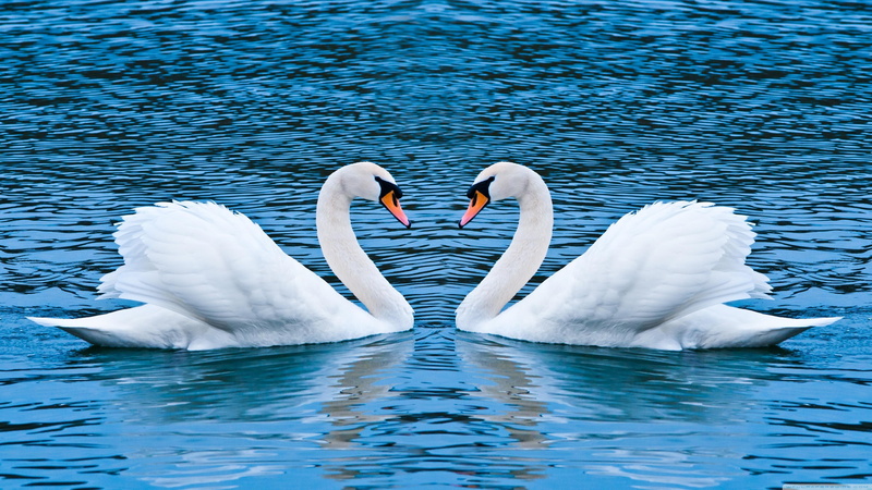 swans, bird, beak, water bird, sky, swan, romantic, water, calm, 4K, couple, lake