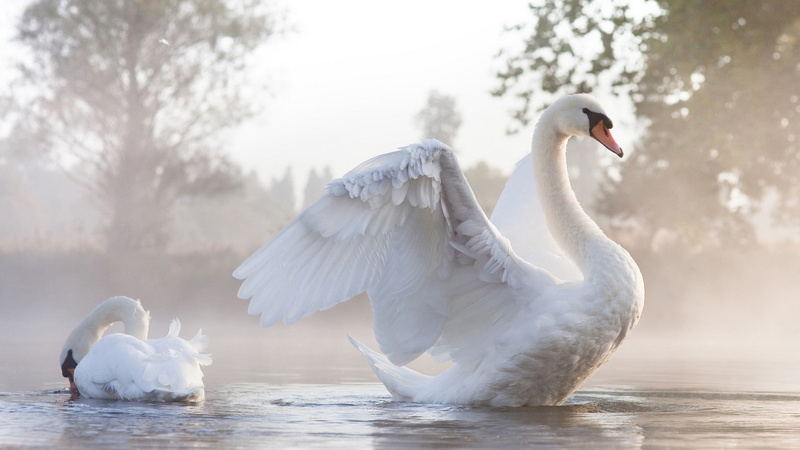 1080P, animals, birds, sunlight, water, swan, nature