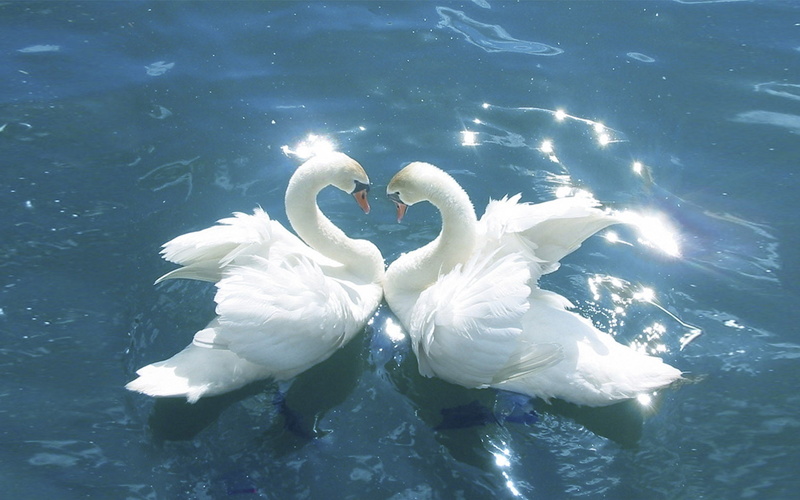 1080P, phones, love, mobile, birds, hd, swans, blue, laptops, water