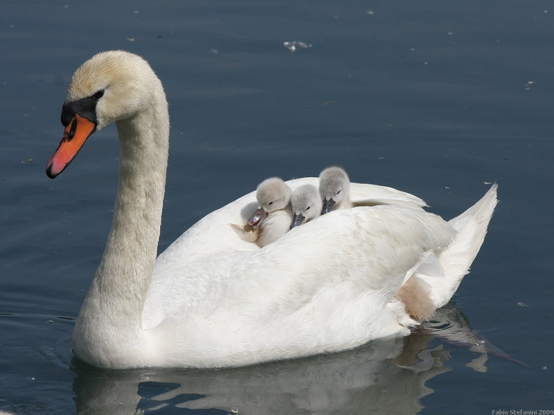 natura, swan, Family, Reale, bird, swimming, ле, white, cisne, Italie, Cygnus olor, water, cygne, Italia, Cigno, nature, chicks, Italy, Trezzo sullAdda