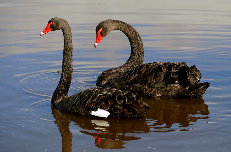 Red and black, black, photos, Cygnus atratus, Black swans, nature, swan, swans, two, river, 5K, day, Lumix Fz1000, lake, time, water birds, bird, black swan