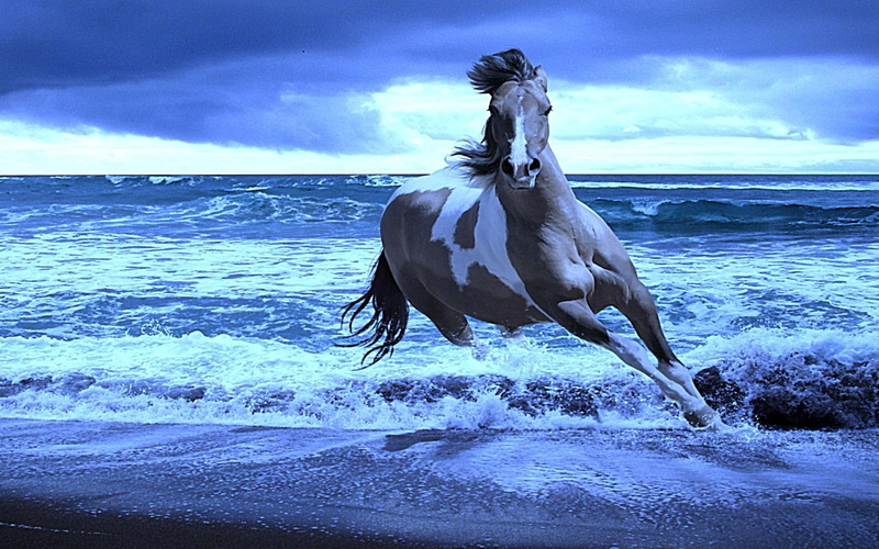 awesome, beauty, s, gorgeous, 1080P, cool, animals, blue, turn