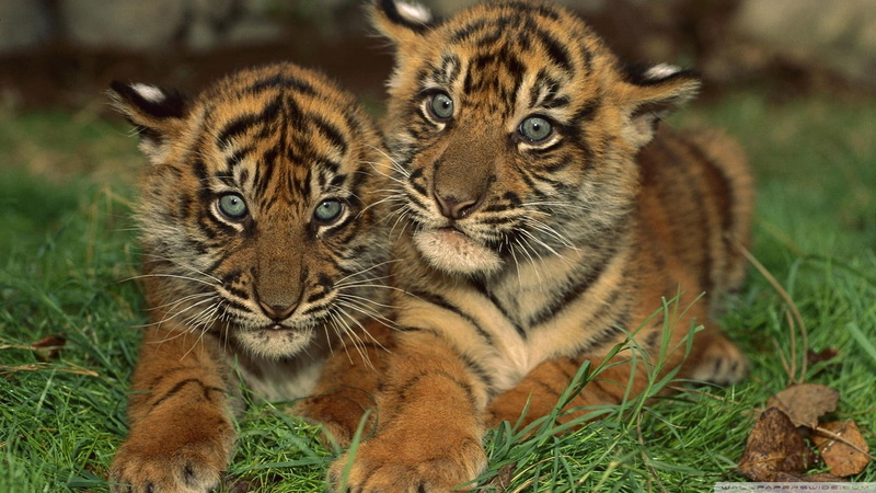 beautiful, 1080P, tiger cubs, tiger, cubs, pretty, animals, sumatran, gorgeous, cats