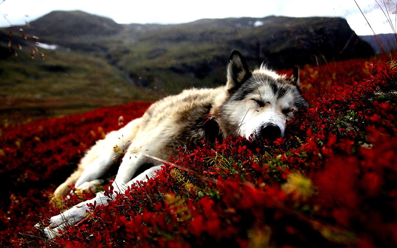 nice, nature, flower, animals, wonderfu, photography, awesome, animal, 1080P, beautiful, cool, flowers