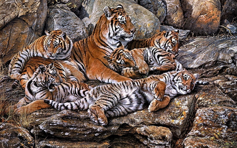 animals, tigers, gorgeous, 1080P, resting, beautiful