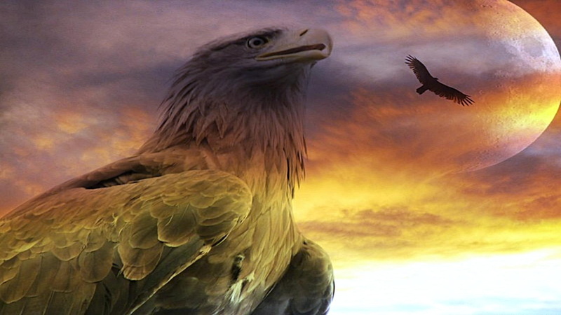 1080P, awesome, warm, fascinating, animals, beauty, amazing, comm, great, cool, lovely, eagle