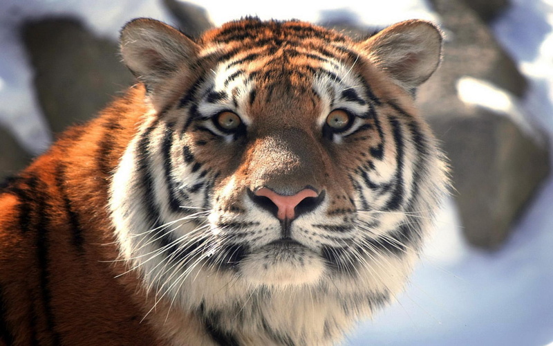 animal, cats, sleepy, beautiful, lovely, cat face, animals, kitten, tiger, sleeping, paws, kitty, 1080P, cute, face