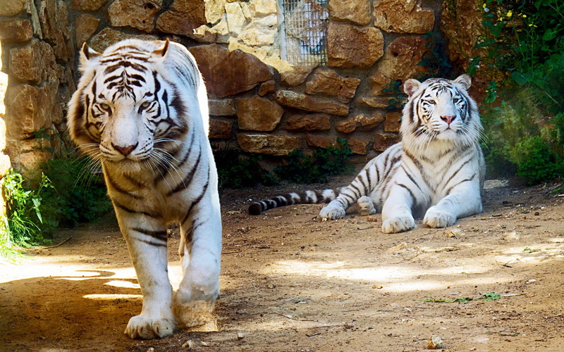 kitty, white, nature, 1080P, kitten, nice, beautiful, tiger, animals, cats, tigers, siberian, wild, amazing