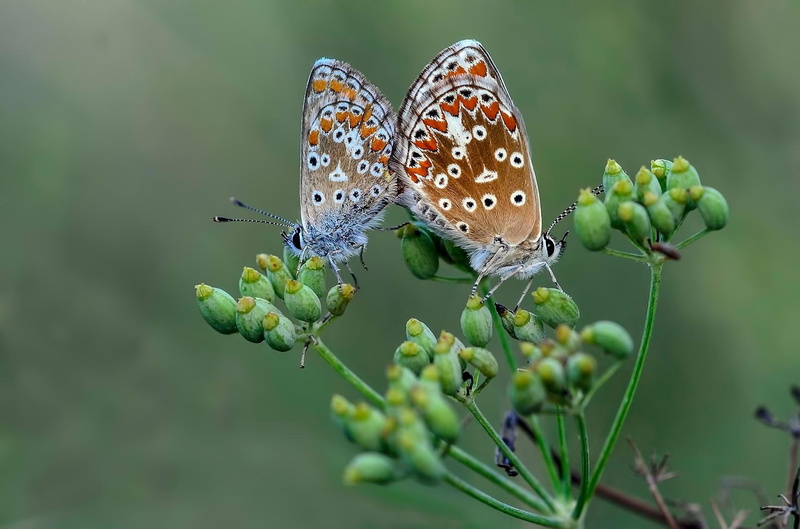 gallery, butterflies, nature, animals, insects, love, beauty, 1080P