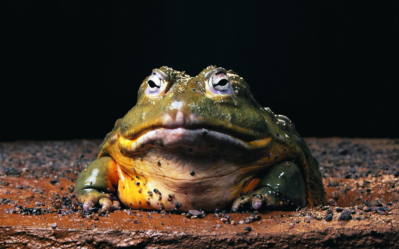 cool, animals, nice, beauty, 1080P