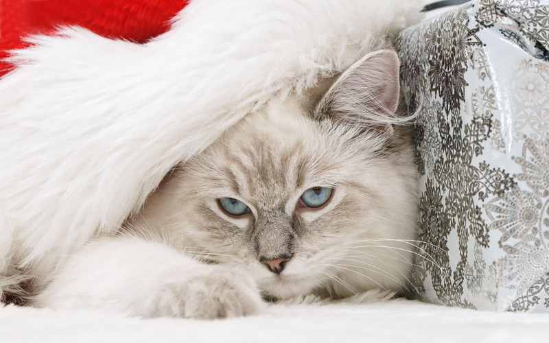 kitty, cute, lovely, holidays, white, anim, blue, new year, pretty, sweet, cats, nice, 2K, gift, blue eyes, kitten