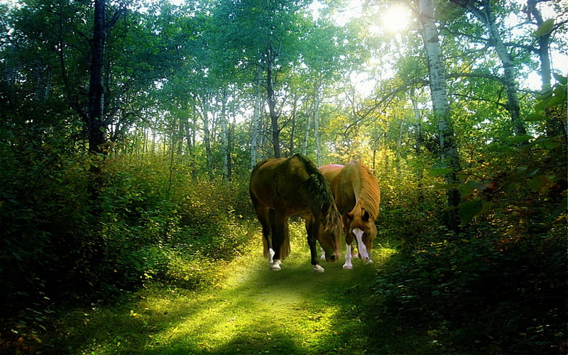 1080P, caring, cool, awesome, warm, animals, love, beauty, romance