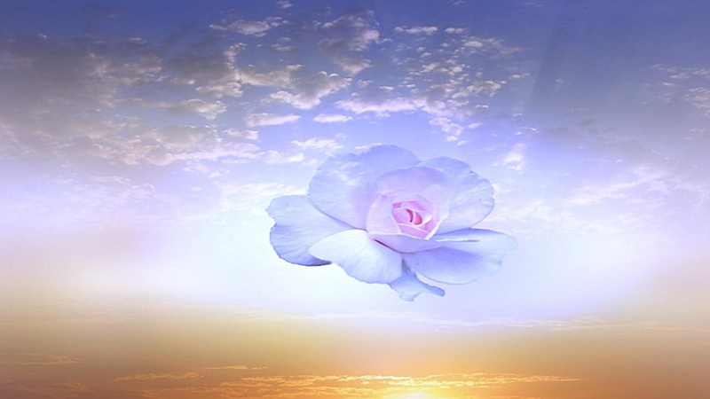 blossom, fascinating, sunset, beauty, awesome, lovely, amazing, blue, warm, cool, 1080P, 3d and abstract, roses
