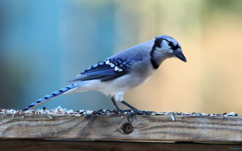 beautiful, blue, jay, 1080P, animals, birds, colorful, jays