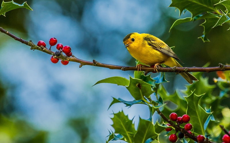 cute, 1080P, cute bird, little, branches, background, yellow, bird