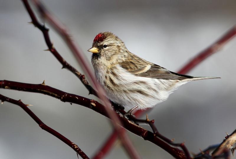 brown, redpoll, wildlife, beak, sparrow, tree, bird, common, nature, animal, 2K, branch