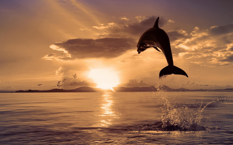air, peaceful, lovely, dolfin, rays, animals, silho, dolphin, sunset, dolphins, view, water, ocean, beautiful, 2K