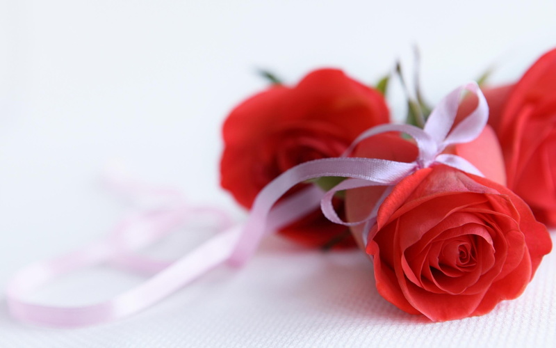 ribbons, romance, flower, valentine, 2K, red roses, love, roses, flowers, passion, ribbon, bunch, romantic, red
