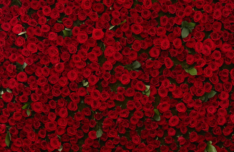 still life, in a row, Present, repetition, roses, plant, red, redroses, boldly, floral, abundance, full frame, Beautiful, Rose, vibrant color, indoors