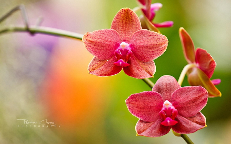 nature, display, softness-beauty, flowers, lovely, orchids, beautirul, orchid-display, plants, lovely-flowers, garden, 2K