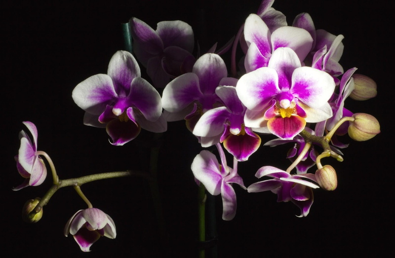 backgrounds, pink, black background, moth Orchid, macro, tropical Climate, no People, flower arrangement, botany, flowering plant, stem, leaf, purple, inflorescence